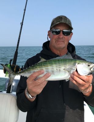 Bonito Cape Cod Bay